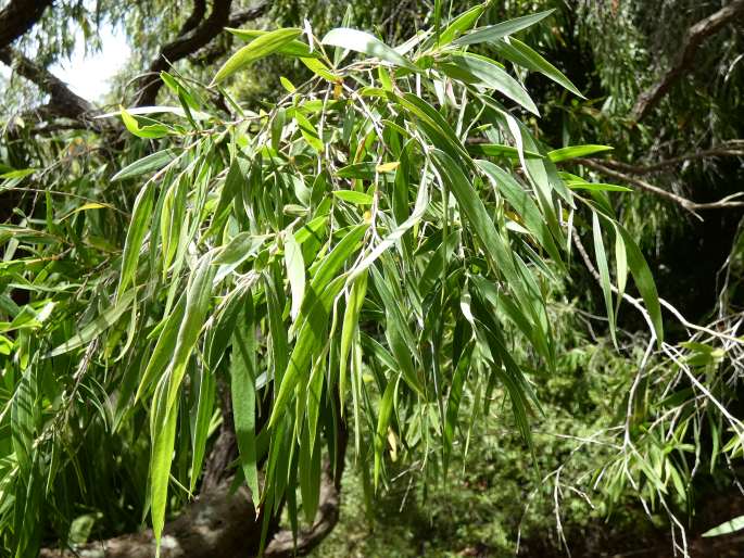 Agonis flexuosa