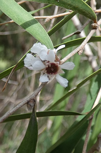 Agonis flexuosa