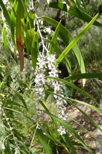 Agonis flexuosa