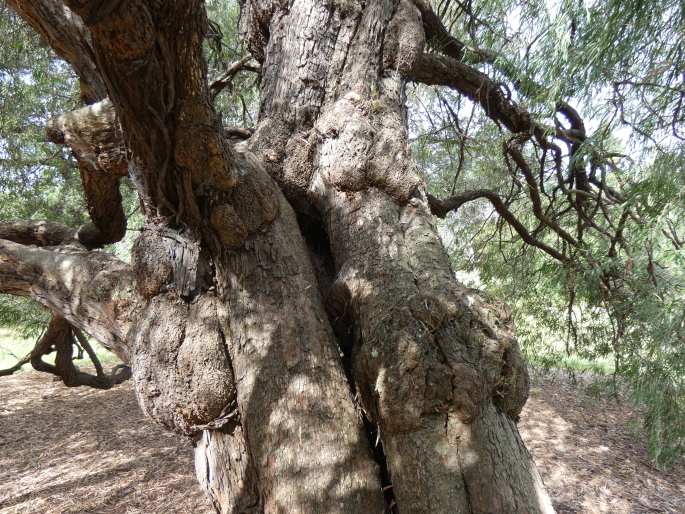 Agonis flexuosa