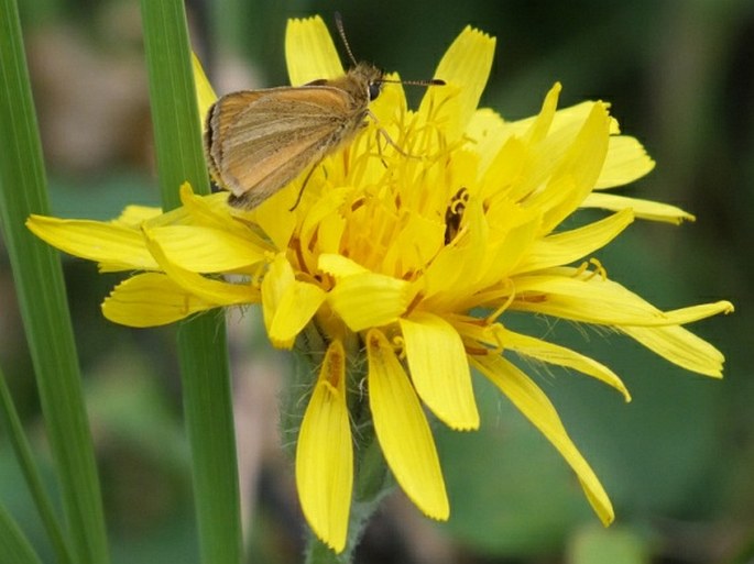 AGOSERIS GLAUCA (Pursh) Raf.