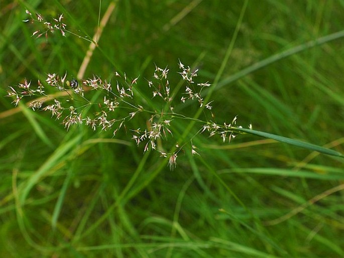 AGROSTIS CANINA L. – psineček psí / psinček psí