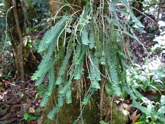 Agrostophyllum elongatum