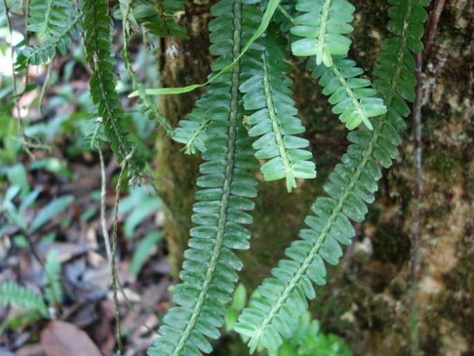 Agrostophyllum elongatum