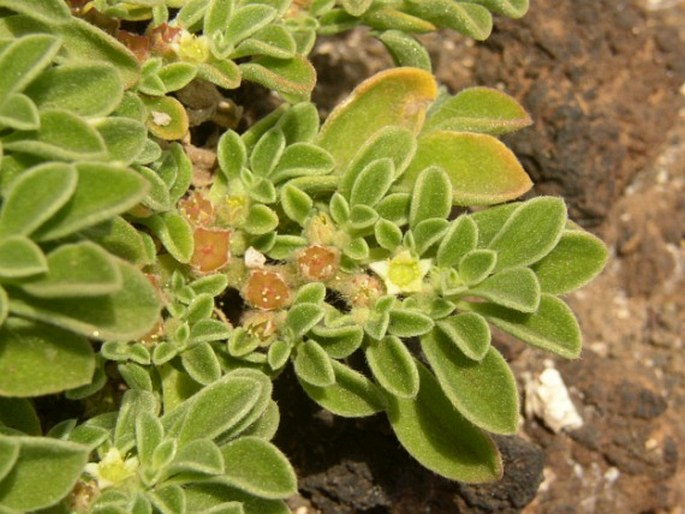 AIZOACEAE Martinov – kosmatcovité