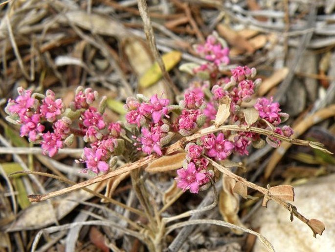 AIZOON SARCOPHYLLUM (Fenzl ex Harv. et Sond.)  Klak – vždyživ