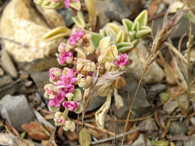 Aizoon sarcophyllum