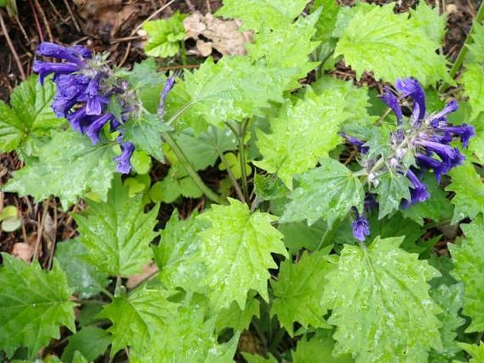 Ajuga incisa