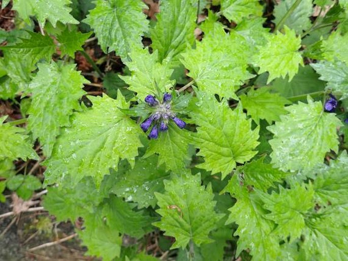 Ajuga incisa