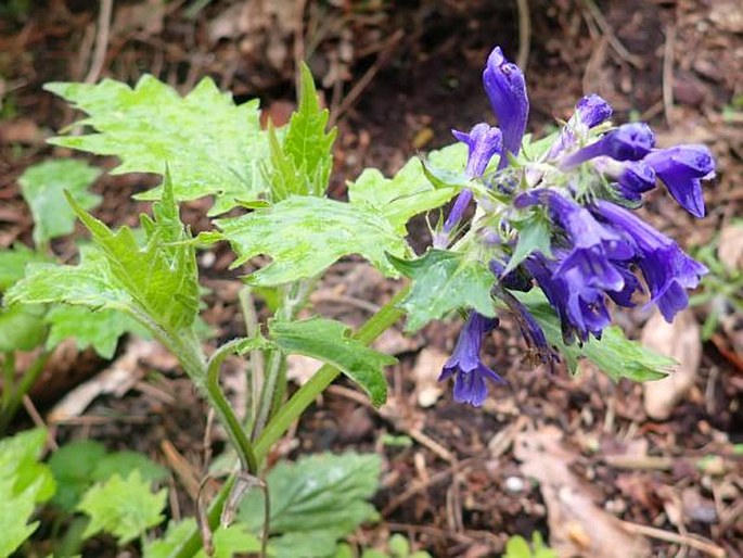 Ajuga incisa