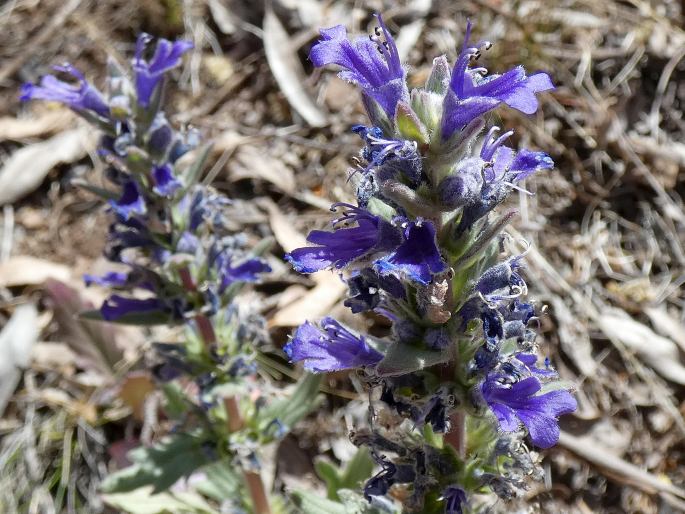 Ajuga australis