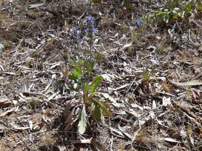 Ajuga australis