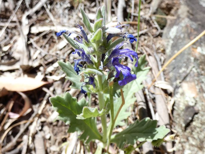 Ajuga australis