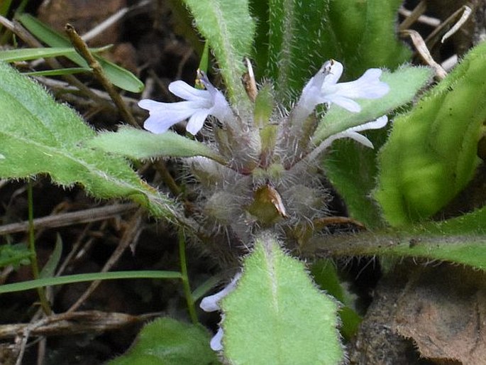 Ajuga taiwanensis