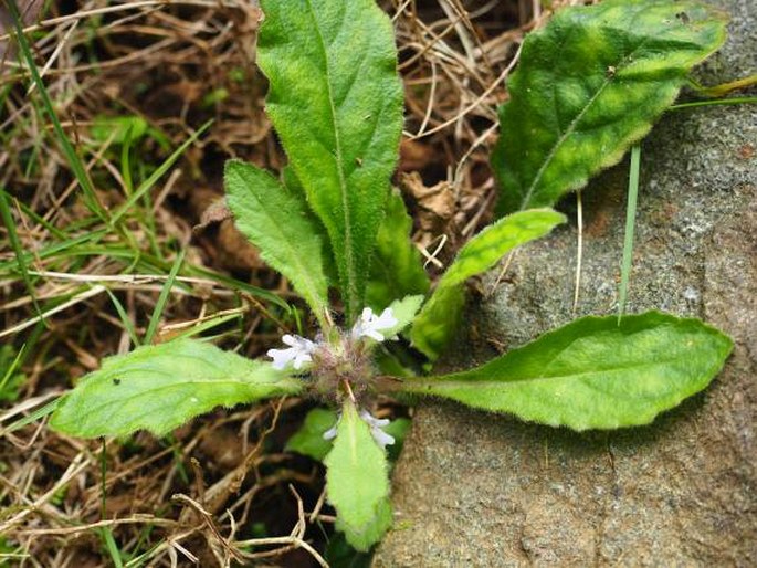 Ajuga taiwanensis