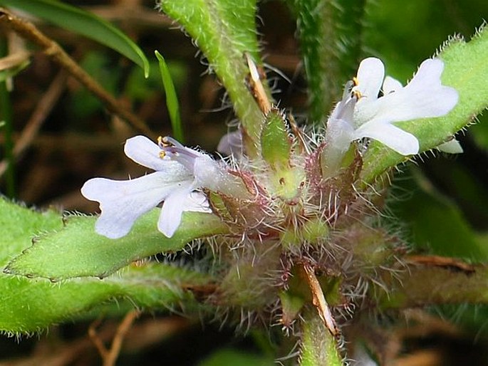 AJUGA TAIWANENSIS Nakai ex Murata – zběhovec / zbehovec