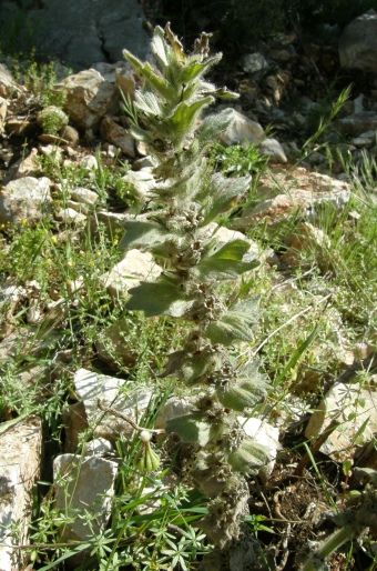 Ajuga orientalis