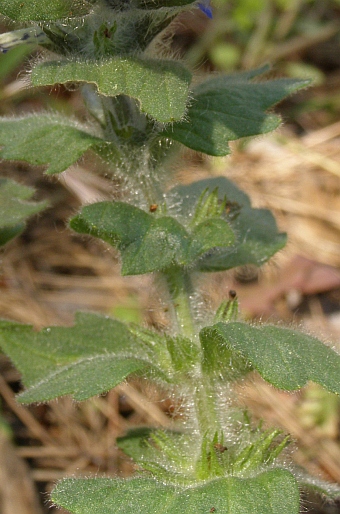 Ajuga orientalis