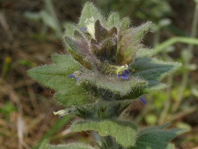 AJUGA ORIENTALIS L. – zběhovec / zbehovec