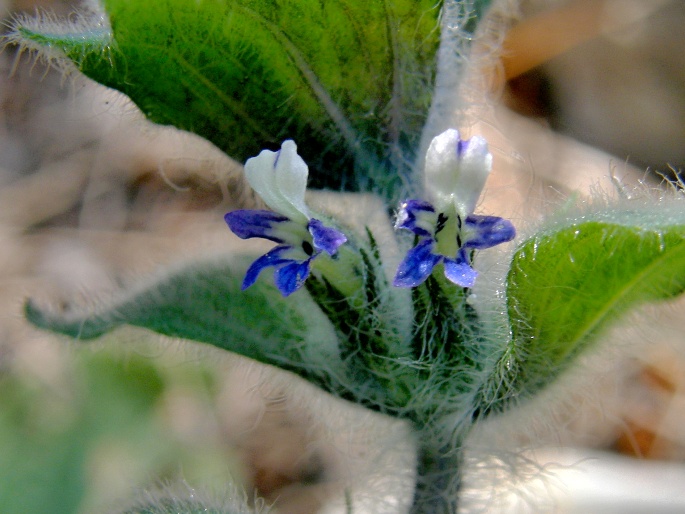 Ajuga orientalis