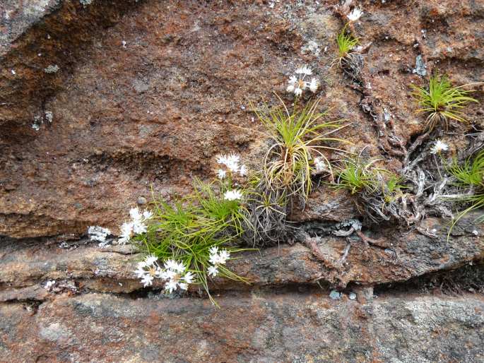 Alania cunninghamii