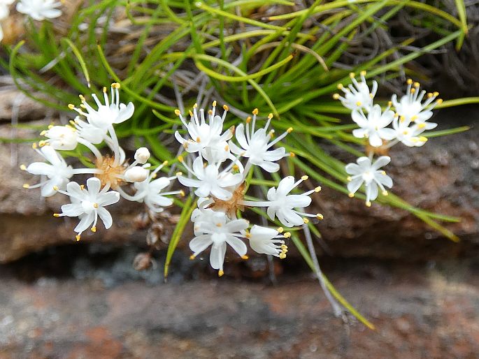 Alania cunninghamii