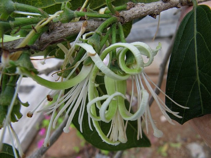 Alangium salviifolium