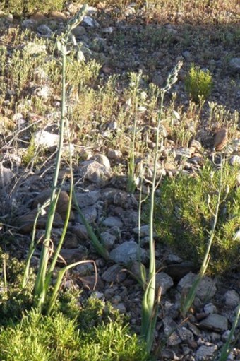 Albuca canadensis