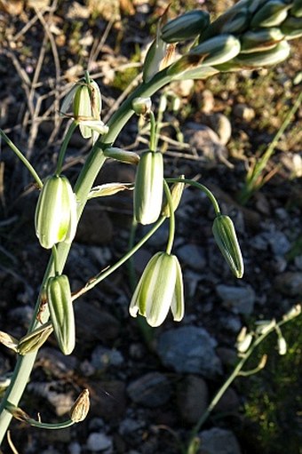 Albuca canadensis