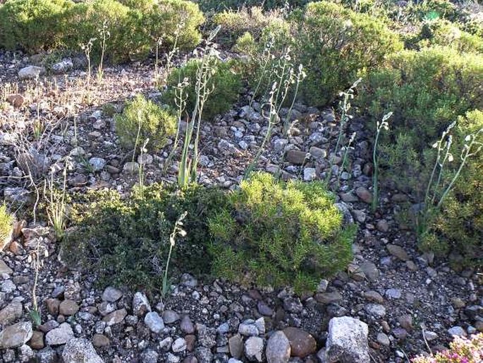 Albuca canadensis