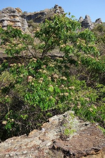 Albizia mainaea