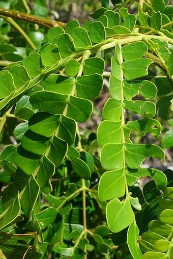 Albizia mainaea