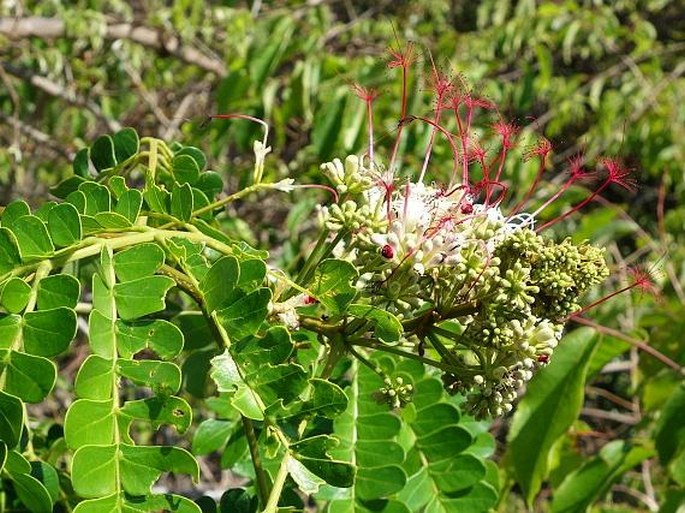 Albizia mainaea