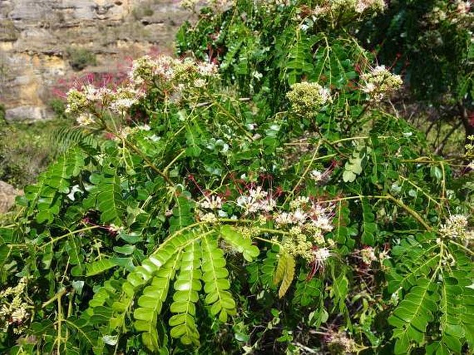 Albizia mainaea