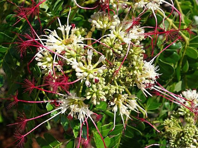 Albizia mainaea