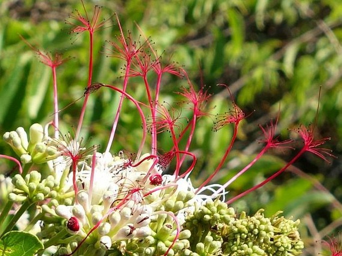 Albizia mainaea