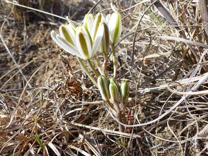 Albuca pachychlamys