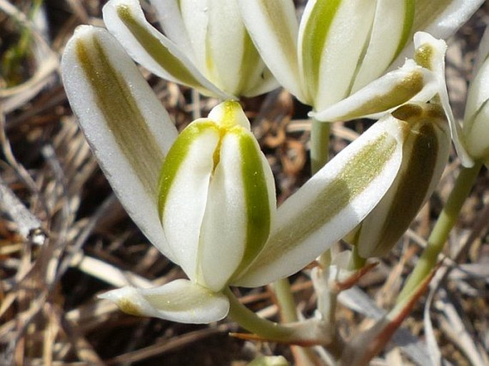 Albuca pachychlamys