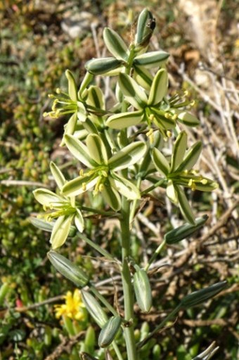 Albuca suaveolens