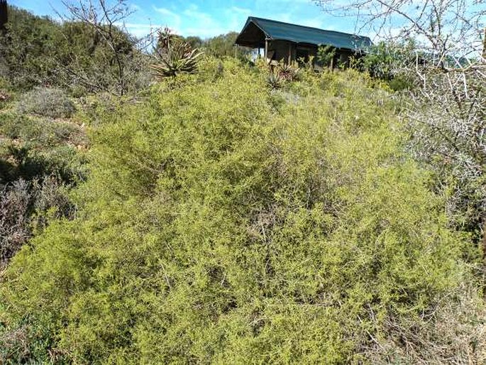 Albuca suaveolens