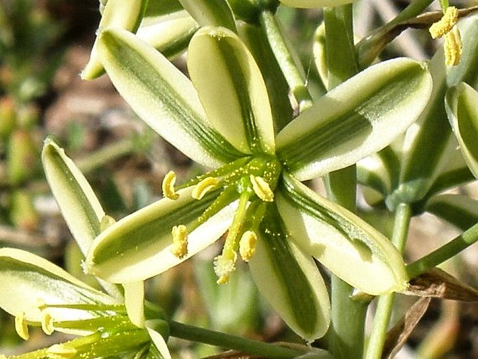 Albuca suaveolens