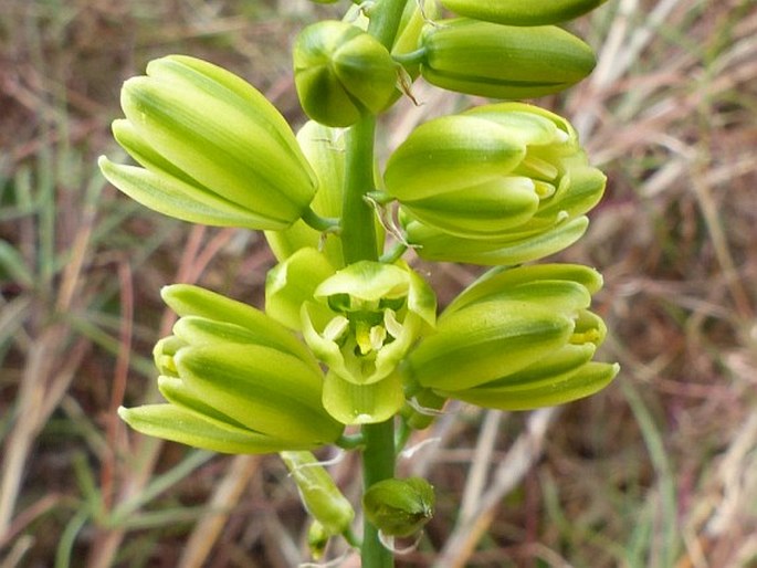 Albuca abyssinica