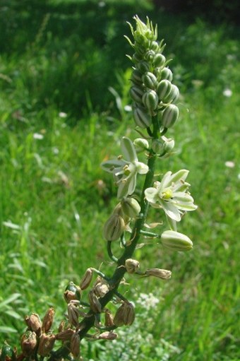 Albuca bracteata