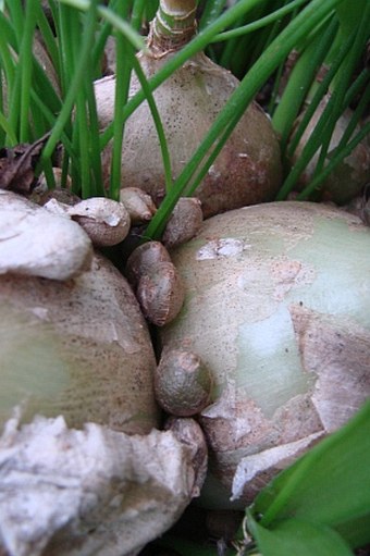 Albuca bracteata