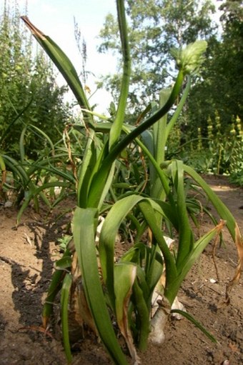 Albuca bracteata