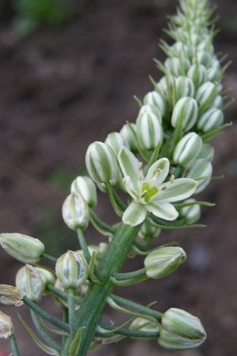 Albuca bracteata