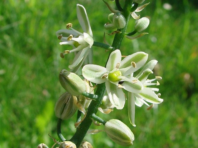 ALBUCA BRACTEATA (Thunb.) J. C. Manning et Goldblatt