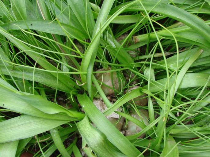 Albuca bracteata