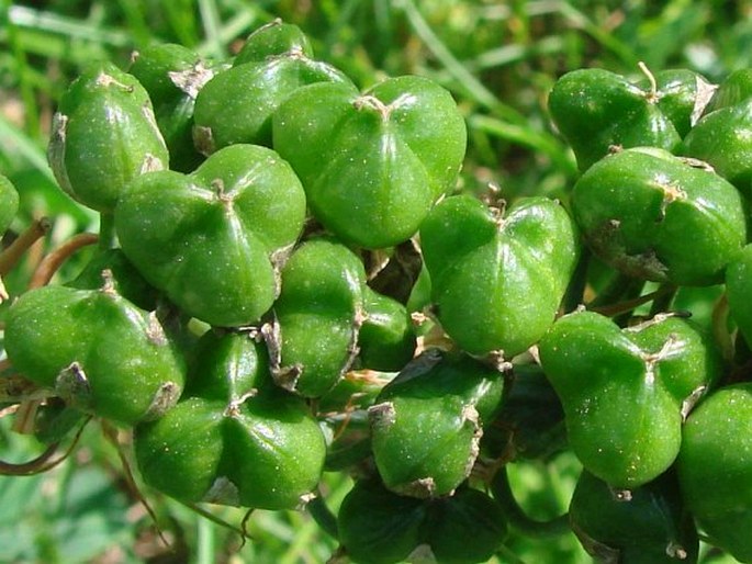 Albuca bracteata