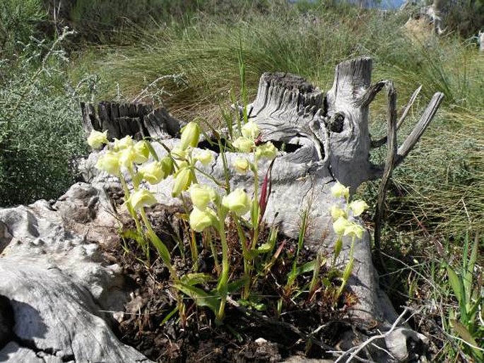 Albuca juncifolia